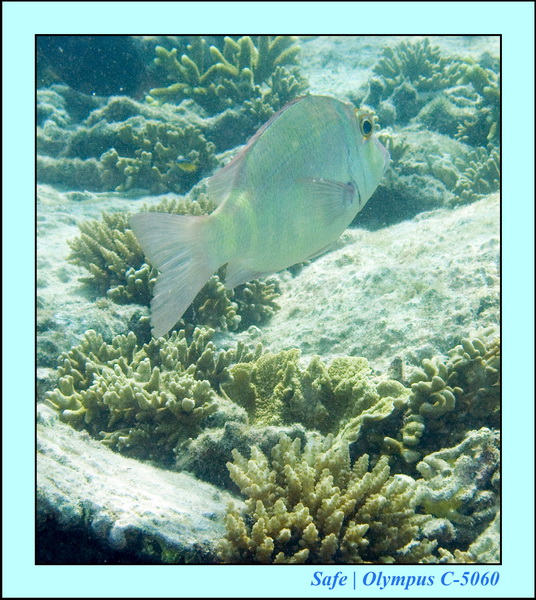 2008 - 07 - Leng Tengah - 091